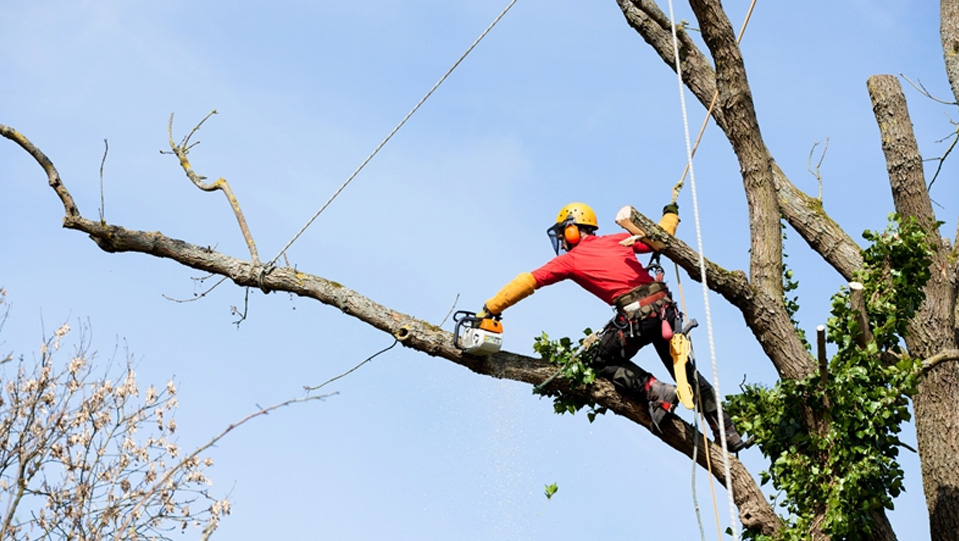 Técnicas modernas de poda para un desarrollo óptimo