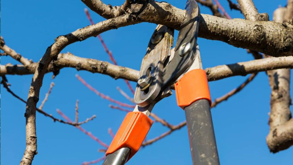 Cómo funciona la poda de árboles y qué errores deben evitarse Cómo funciona la poda de árboles y qué errores deben evitarse