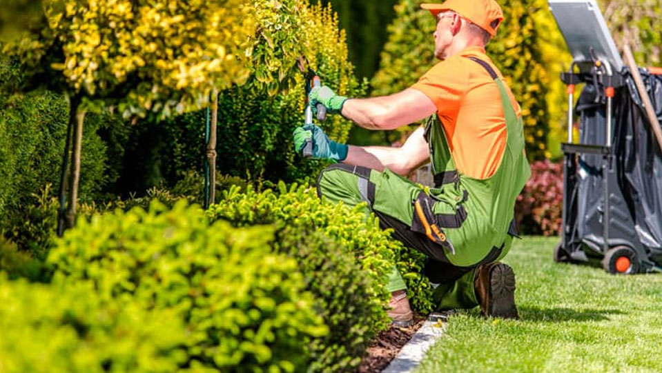 Jardines resistentes al calor: estrategias para un verano sin problemas Jardines resistentes al calor: estrategias para un verano sin problemas