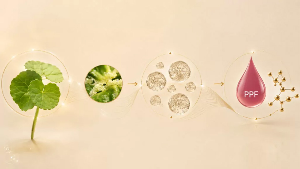 ¿Qué papel desempeña la Centella asiatica? ¿Qué papel desempeña la Centella asiatica?
